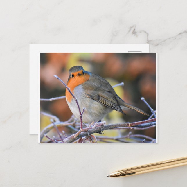 Cartão Postal Robin em um galho gelado (Frente/Verso In Situ)