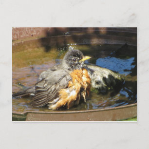 Cartão Postal Robin In Bird