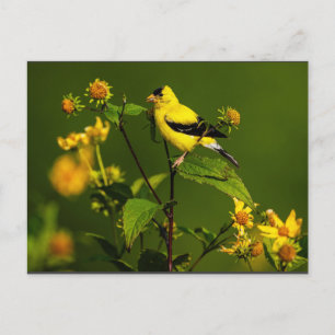 Cartão Postal Robin no Nest