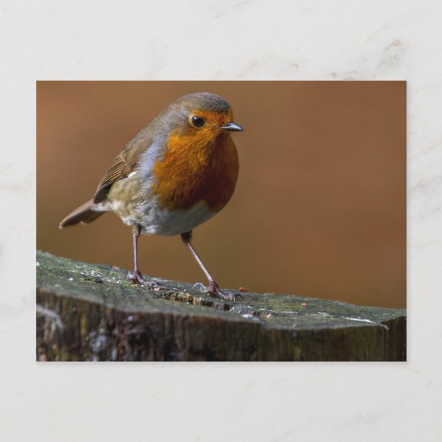 Cartão Postal Robin Redbreast (Frente)