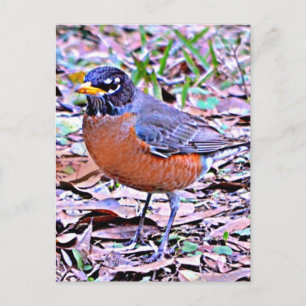 Cartão Postal Robin (Tordo Americano)