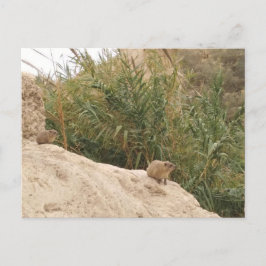 Cartão Postal Rock Hyrax, Ein Gedi, Israel