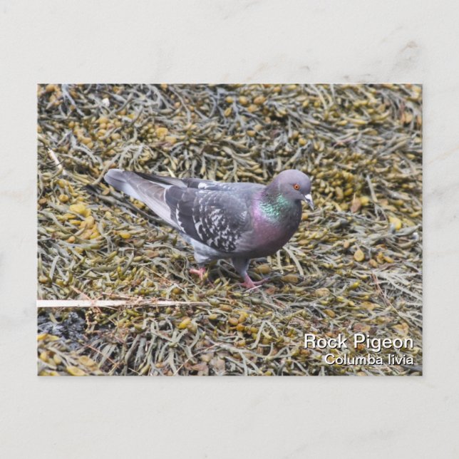 Cartão Postal Rock Pigeon (Frente)