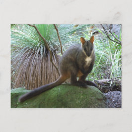 Cartão postal Rock Wallaby