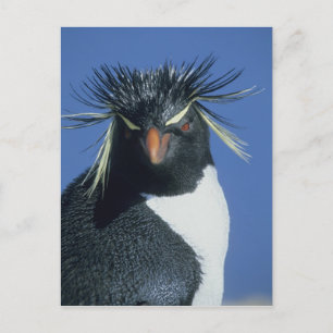 Cartão Postal Rockhopper Penguin (Eudyptes chrysocome)