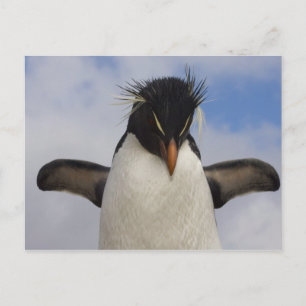Cartão Postal Rockhopper Penguin Eudyptes chrysocome