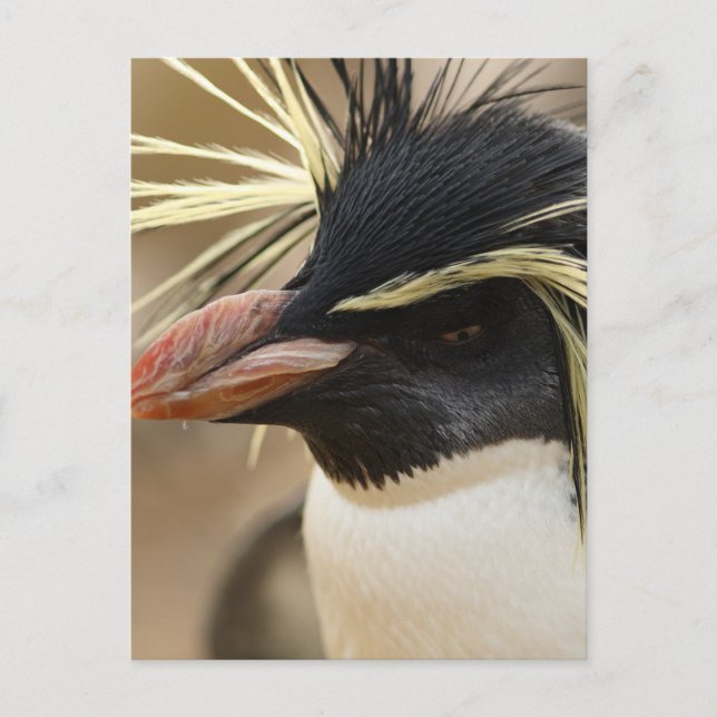 Cartão Postal Rockhopper Penguin  Postcard (Frente)