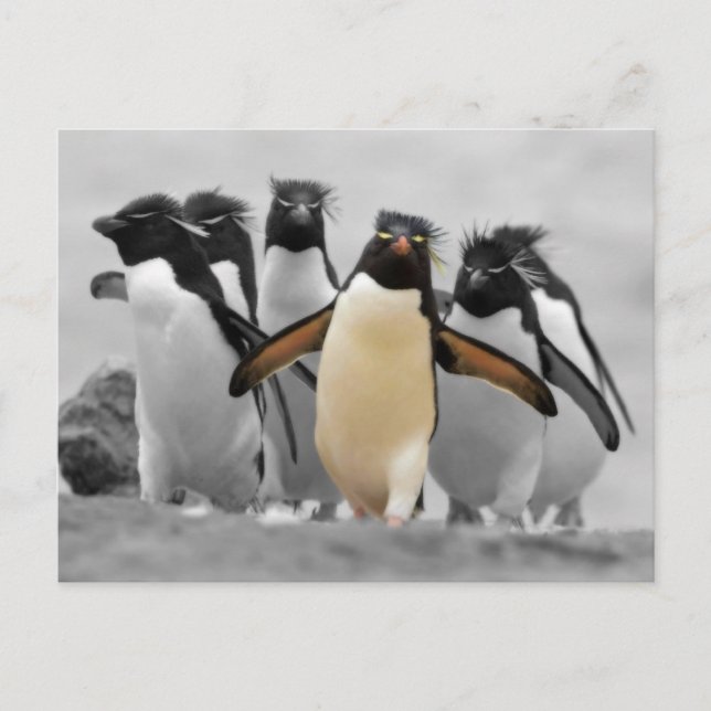 Cartão Postal Rockhopper Penguins (Frente)