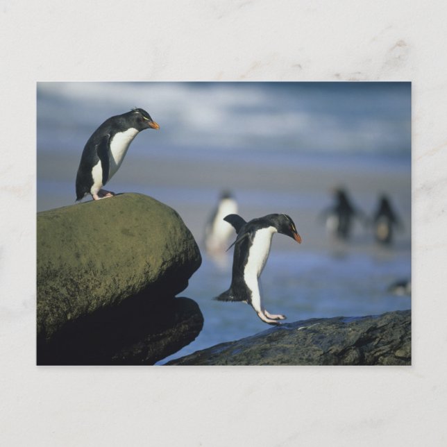Cartão Postal Rockhopper Penguins, Eudyptes chrysocome), (Frente)