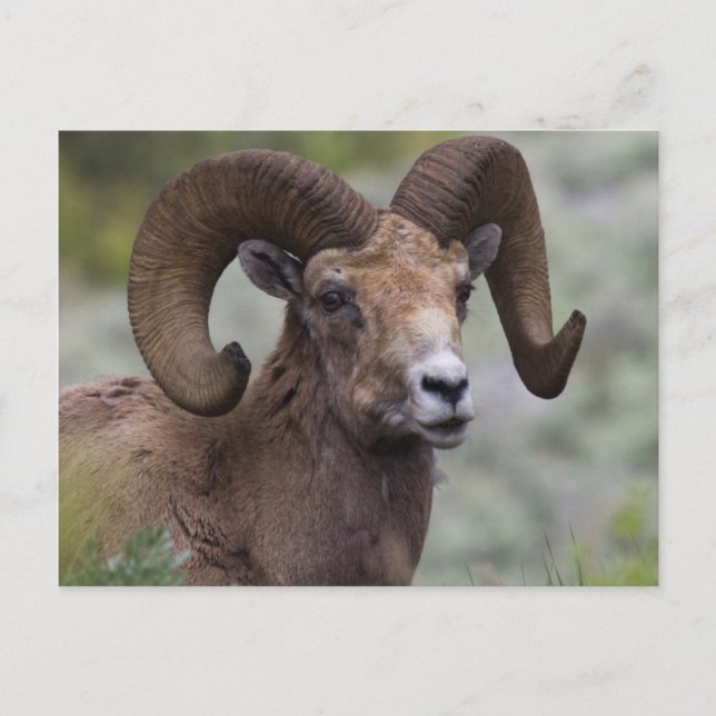 Cartão Postal Rocky Mountain Bighorn Sheam Ram (Frente)