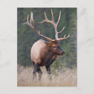 Cartão Postal Rocky Mountain Elk
