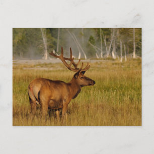 Cartão Postal Rocky Mountain Elk Parque Nacional Yellowstone