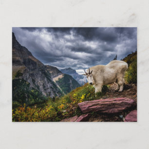Cartão Postal Rocky Mountain Goat
