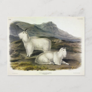 Cartão Postal Rocky Mountain Goat (Americana de Capra por Audubo