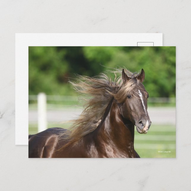 Cartão Postal Rocky Mountain Horse Stallion Headshot (Frente/Verso)