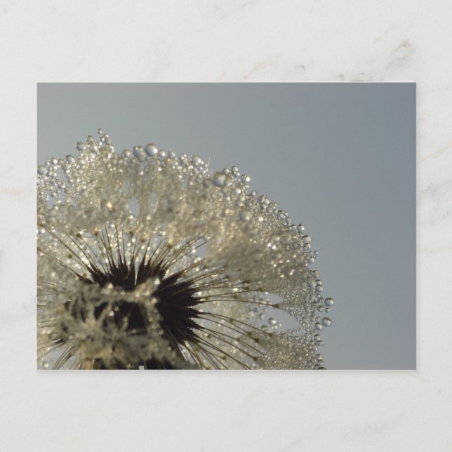 Cartão Postal Roda das gotículas (Frente)