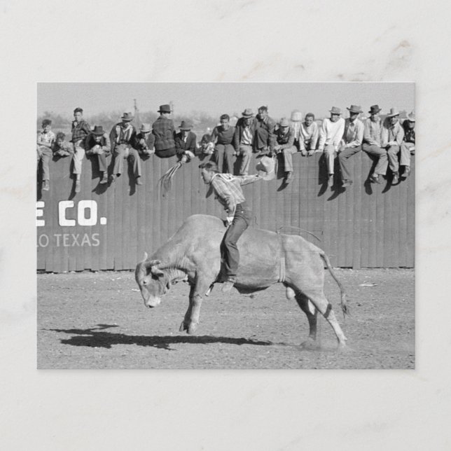Cartão Postal Rodeo Bull Rider, 1940 (Frente)