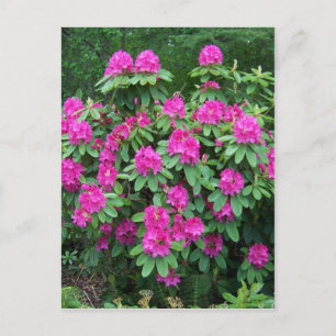 Cartão Postal Rododendro da floresta