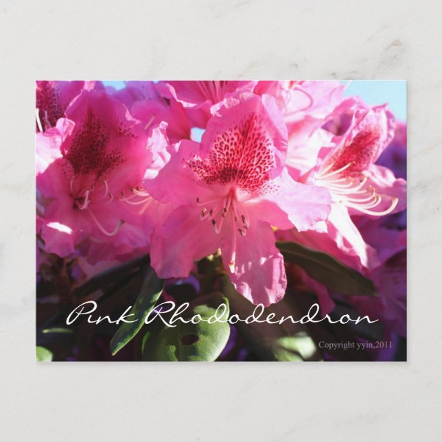 Cartão Postal rododendro rosa (Frente)