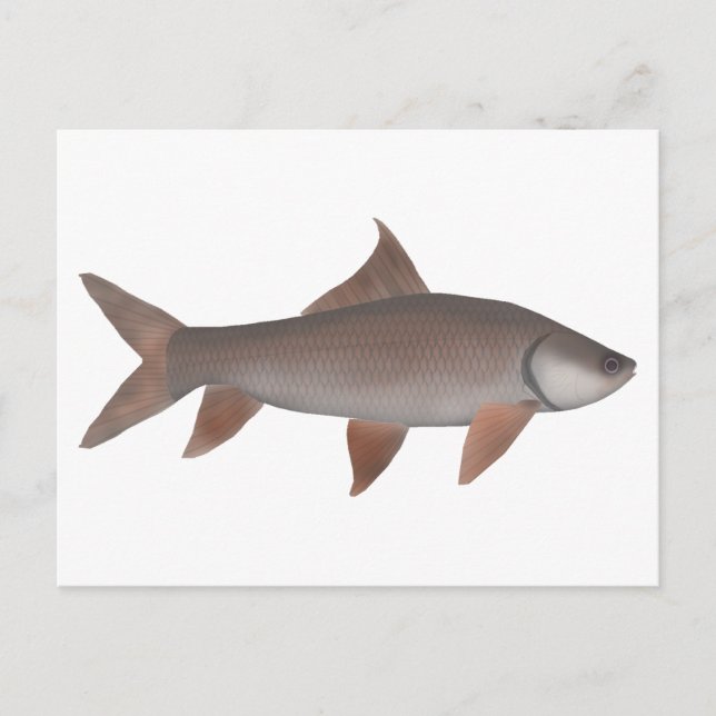 Cartão Postal Roho Labeo (Frente)