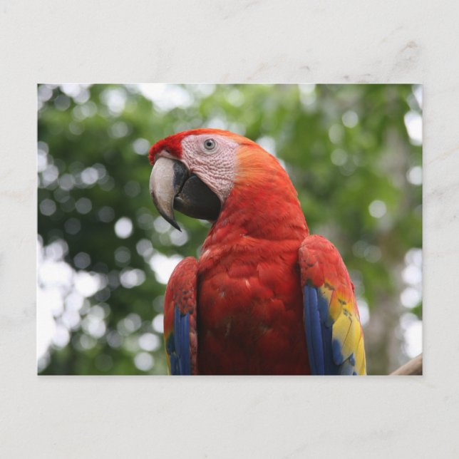 Cartão Postal rojo de arara-escarlate (Frente)
