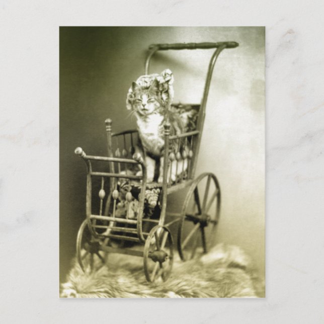 Cartão Postal rolagem com gatinho (Frente)