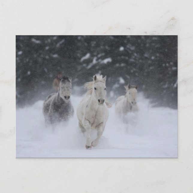Cartão Postal Rolando Trovão (Frente)