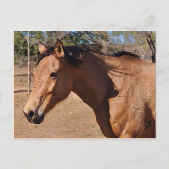 Cartão Postal Roman Nose (Frente)