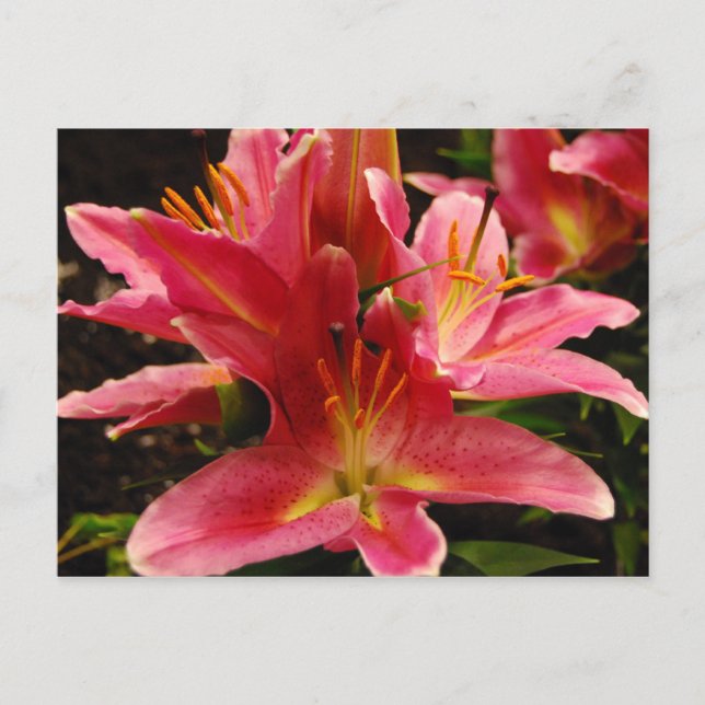 Cartão Postal Romance Russo (Frente)