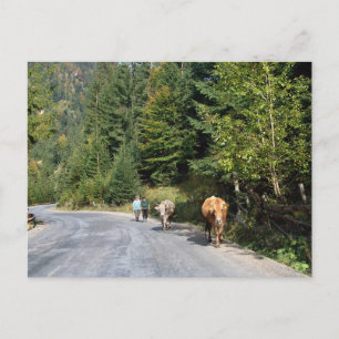 Cartão Postal Romênia, Moldávia, caminhar as vacas