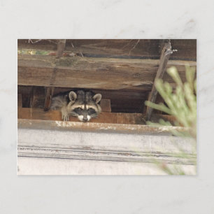 Cartão postal Roofie Raccoon