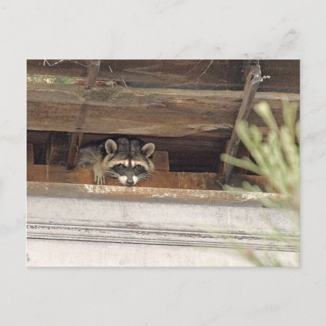 Cartão postal Roofie Raccoon (Frente)