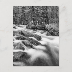 Cartão Postal Roosevelt - Floresta Nacional Stream Black and Whi