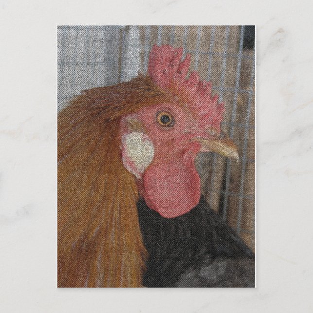 Cartão Postal Rooster ButterCup (Frente)