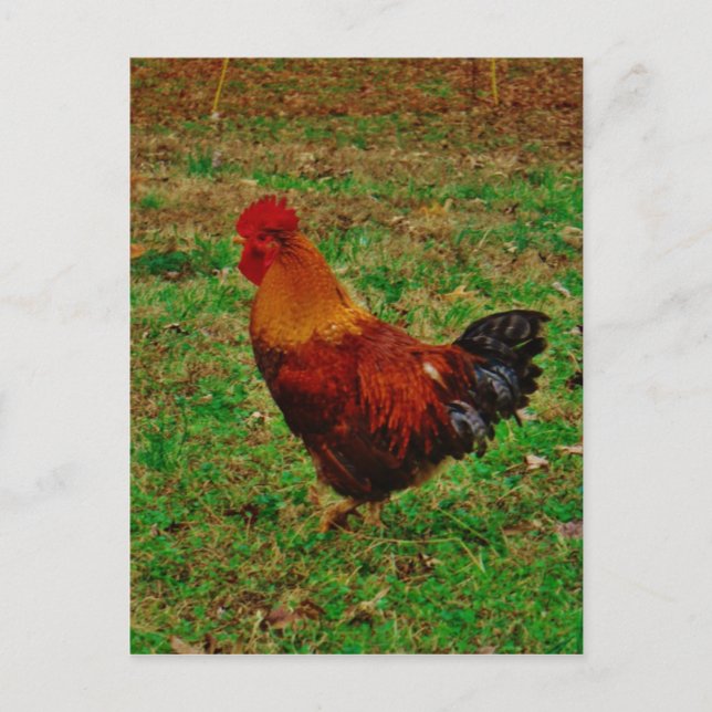 Cartão Postal Rooster Facing Left (Frente)