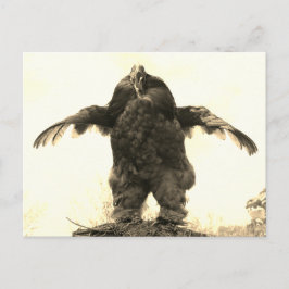 Cartão Postal Rooster Man -