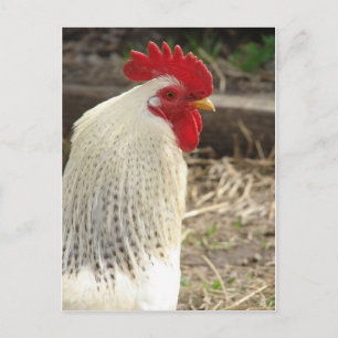 Cartão Postal Rooster Maravilhoso