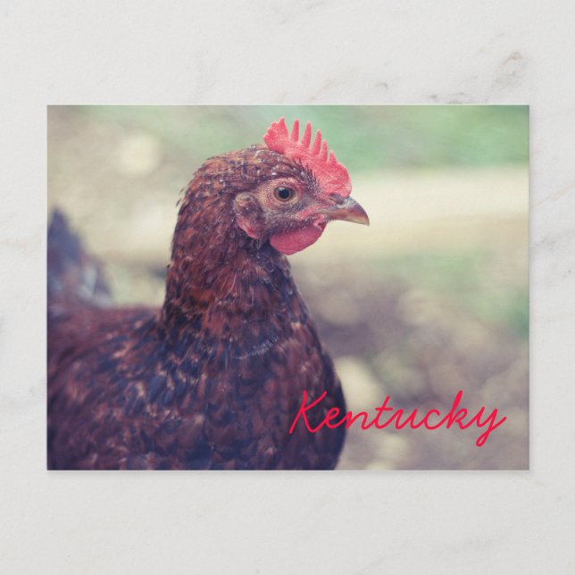 Cartão Postal Rooster por JerseyFawn (Frente)