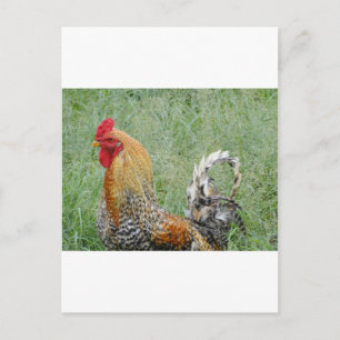 Cartão Postal Roosters