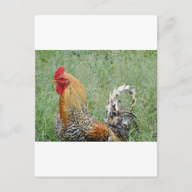Cartão Postal Roosters (Frente)