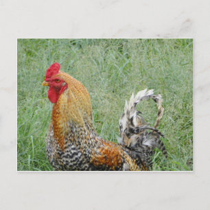 Cartão Postal Roosters