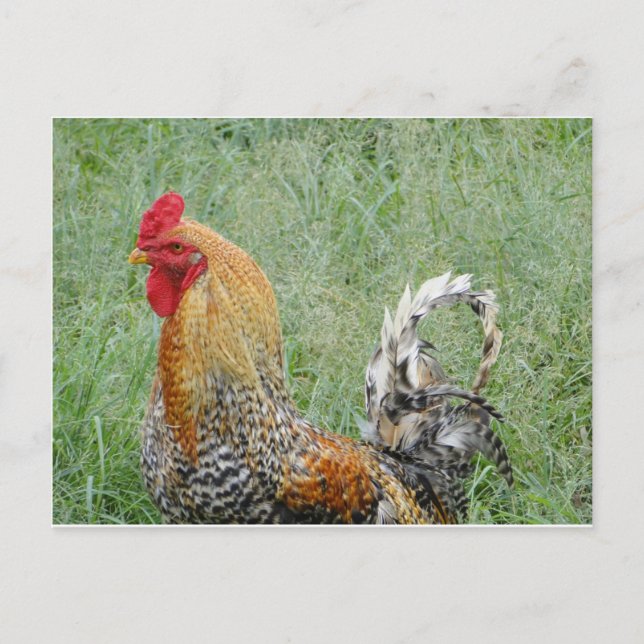 Cartão Postal Roosters (Frente)