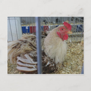 Cartão Postal Roosting Hen
