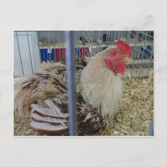 Cartão Postal Roosting Hen (Frente)