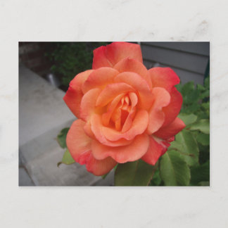 Cartão Postal Rosa
