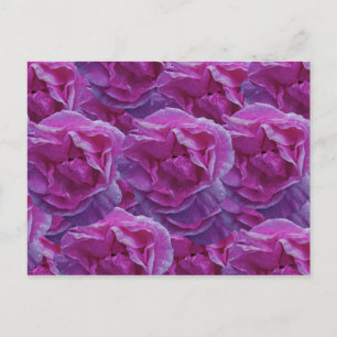 Cartão postal rosa