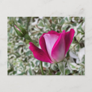 Cartão Postal Rosa