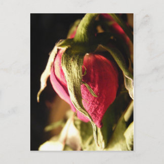 Cartão Postal rosa
