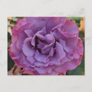 Cartão Postal Rosa