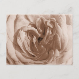 Cartão postal rosa